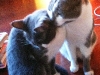 iphone-as-of-2-2012-206.jpg
